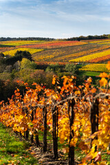 Hiking in the Ahr valley on a sunny autumn day on the red wine trail