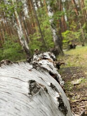 birch close-up
