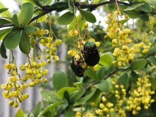 May beetle on a flower