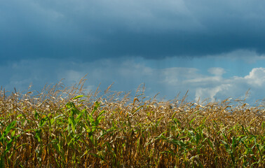 corn crop in field with tall corn stalks with bad weather approaching black sky with rain clouds 