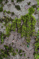 green moss on gray concrete