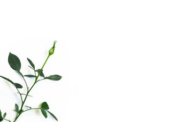 Rose branch and unopened bud on white background