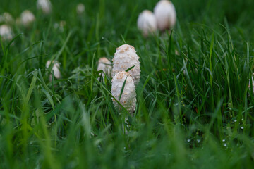  Fungal growth, mushrooms nature forest.Beautiful close up view of coprinus Comatus shaggy ink cap mushroom on green grass background.