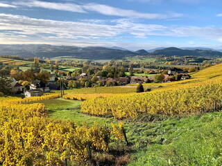 Obraz premium france,pays,savoie,jongieux,vignobles,vin production,yenne,lac du bourget,Avant-Pays savoyard, Billième, Jongieux, Lucey, St-Jean-de-Chevelu 