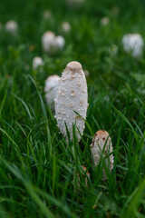  Fungal growth, mushrooms nature forest.Beautiful close up view of coprinus Comatus shaggy ink cap mushroom on green grass background.