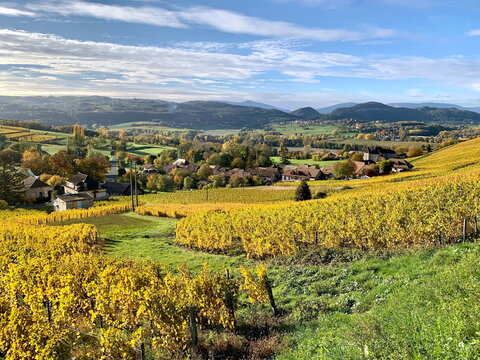 france,pays,savoie,jongieux,vignobles,vin production,yenne,lac du bourget,Avant-Pays savoyard,  Billi&egrave;me, Jongieux, Lucey, St-Jean-de-Chevelu
