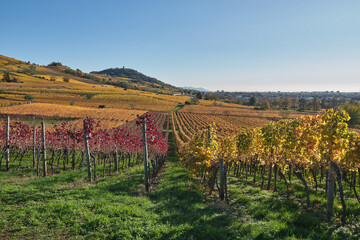 Fototapeta premium Herbstlandschaften zwischen Bensheim und Heppenheim.