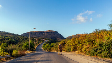 camel on road to the mountains 
