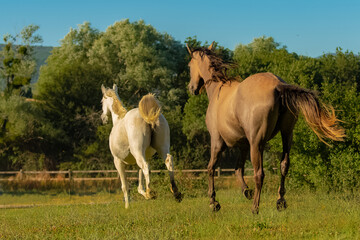 Obraz premium Herd of horses running