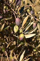 Fototapeta premium Set of olives on olive branch