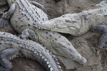 Siesta de cocodrilos en el Río Tárcoles, Costa Rica