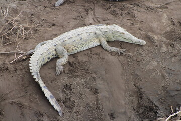 Cocodrilo en Costa Rica, Río Tarcoles