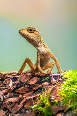 the common garden lizard