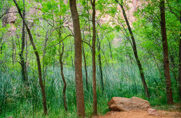 Obraz premium Zion National Park