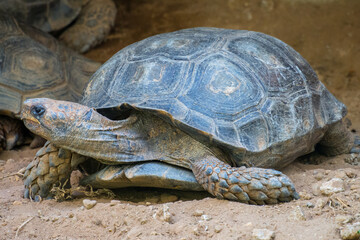 Turtles are an order of reptiles known as Testudines