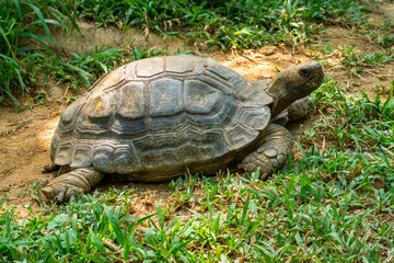 Turtles are an order of reptiles known as Testudines