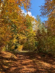 Obraz premium Forêt automnale