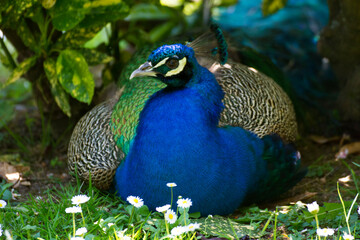 Obraz premium Bird in a park 14