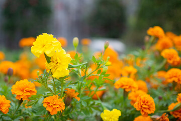 Obraz premium 岐阜市の公園で咲いていたマリーゴールドの花