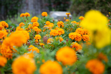 岐阜市の公園で咲いていたマリーゴールドの花