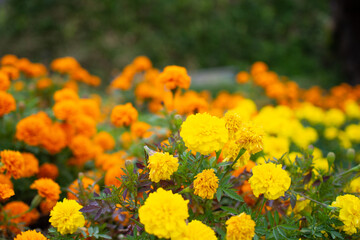 岐阜市の公園で咲いていたマリーゴールドの花