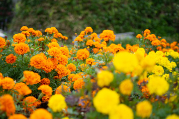 Marigold flowers blooming in a park in Gifu city
