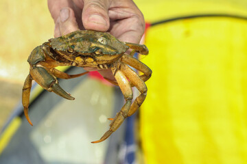 Wild crab in male hand, close up