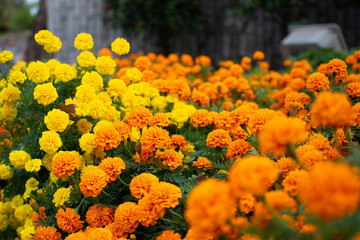 Marigold flowers blooming in a park in Gifu city