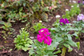 岐阜市の公園で咲いていた花