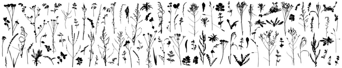 Big set of different plants, flowers, weeds. Silhouettes of autumn plants. Vector illustration.