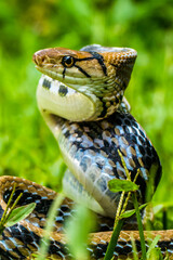 gonyosoma snake in grass