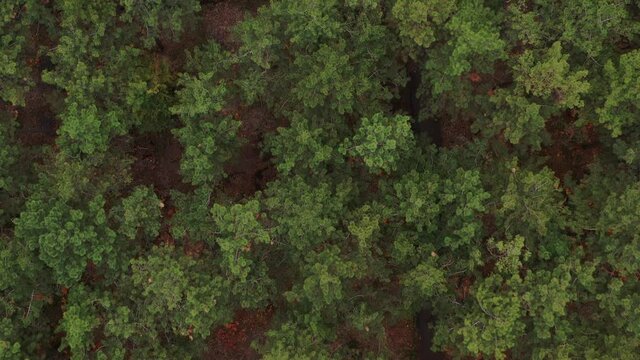 Aerial view of pine tree autumn forest. Aerial shot of forest landscape.