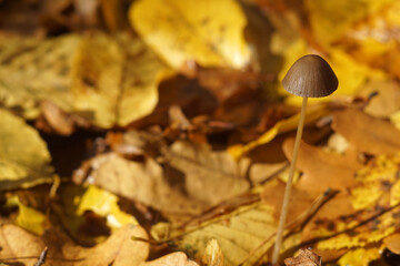 Small wild mushroom growing in the middle of fallen yellow leafs