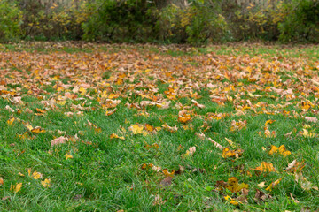 Obraz premium Yellow leaves fall from trees onto green grass