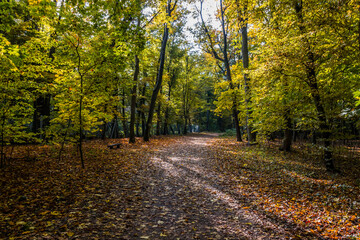 Autumn trees alley with colorful leaves in the park
