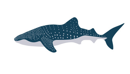 Fototapeta premium Isolated Whale Shark in flat style on white background. A rare disappearing shark species. Stok vector illustration.
