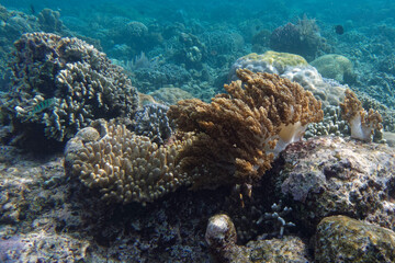 Soft coral (Litophyton spp.)  - Bunaken Island, Sulawesi, Indonesia
