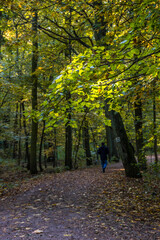 Autumn trees alley with colorful leaves in the park