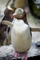 PENGUIN ON THE ROCKS