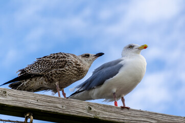 Seagulls at the beach of Arum island, Germany- Laridae is a family of seabirds in the order Charadriiformes that includes the gulls, terns and skimmers