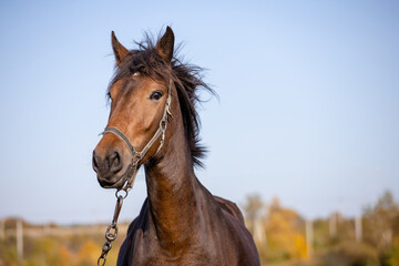 head of a beautiful brown horse against the sky