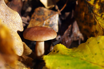 Wild brown mushroom growing in the middle fallen multicolour leafs