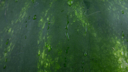 Fresh juicy striped watermelon close-up. Drops of water flow down the peel of a juicy watermelon.