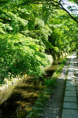 初夏の哲学の道の風景