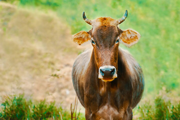 Cow grazing. Bull grazing in a field, portrait. Domestic farm animals. Brown cow with horns.