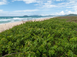 Fototapeta na wymiar beach vegetation