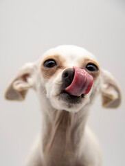 Selective focus on the dog's language.Portrait of a dog with its tongue hanging out.