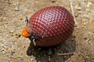 Moriche palm fruit (Mauritia flexuosa) on soil
