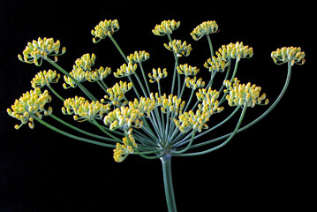 Flor Erva-doce ( Pimpinella anisum)