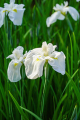 梅宮大社の神苑の花菖蒲